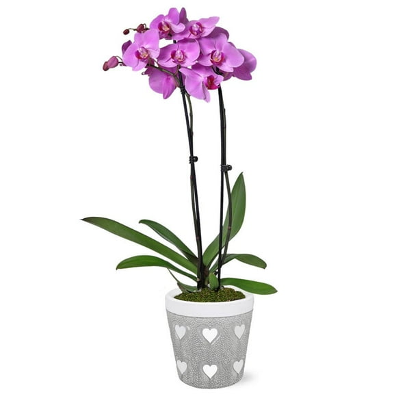 From You Flowers - Blooming Love Lavender Orchid for Birthday, Anniversary, Get Well, Congratulations, Thank You, All Occasions