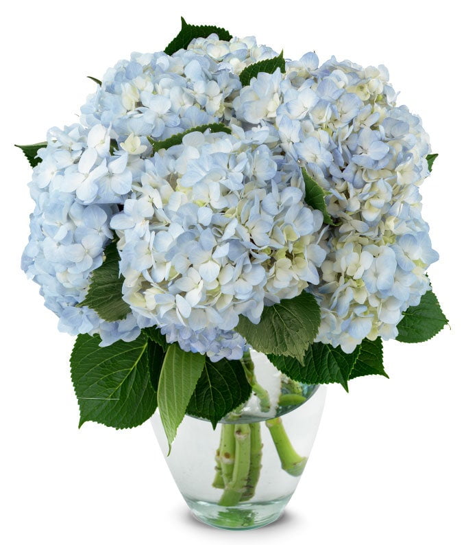 From You Flowers Blue Hydrangea Bouquet (Fresh Flowers)