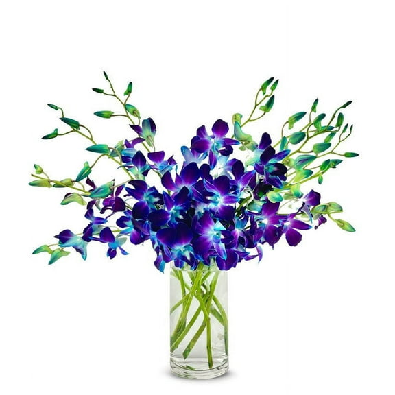 From You Flowers - Bright Blue Dendrobium Orchids for Birthday, Anniversary, Get Well, Congratulations, Thank You, All Occasions