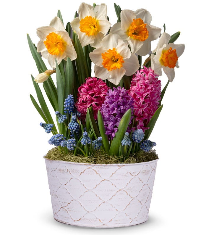 From You Flowers - Deluxe Daffodil Sunshine Bulb Garden for Birthday, Anniversary, Get Well, Congratulations, Thank You, All Occasions