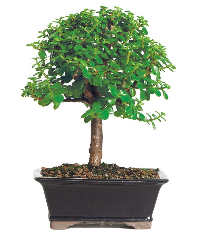 Chinese Elm Bonsai Dwarf Hinoki Cypress Bonsai Tree - 4-Year Aged Bonsai  With Ceramic Planter Hinoki Cypress Tree