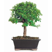 From You Flowers Deluxe Dwarf Jade Bonsai Tree
