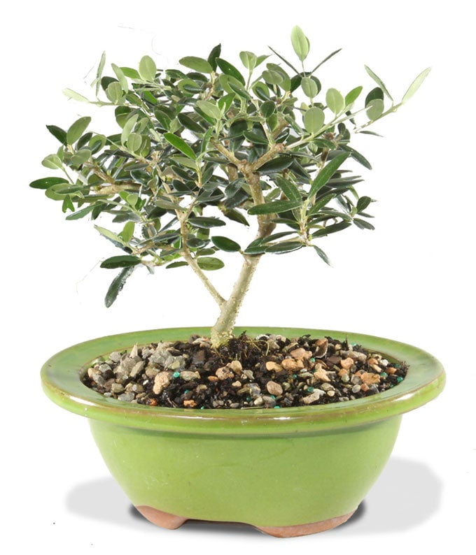 From You Flowers - European Olive Potted Bonsai Plant for Birthday, Anniversary, Get Well, Congratulations, Thank You, All Occasions