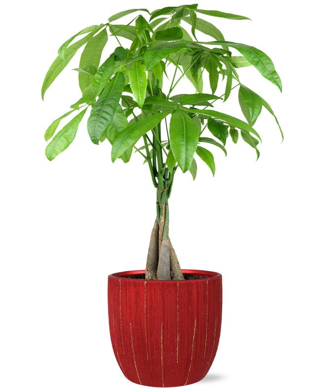 money tree cerca de mi Money Tree (Pachira aquatica)
