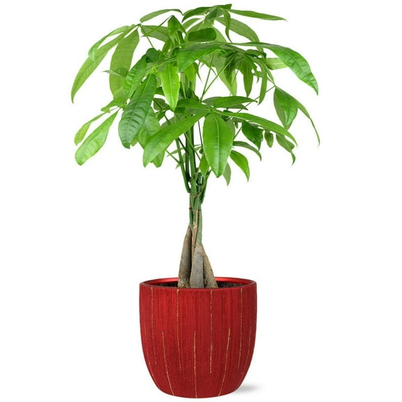 From You Flowers - Glad Tidings Money Tree for Birthday, Anniversary, Get Well, Congratulations, Thank You, All Occasions