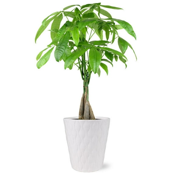 From You Flowers - Good Fortune Money Tree for Birthday, Anniversary, Get Well, Congratulations, Thank You, All Occasions
