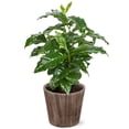 thumbnail image 1 of From You Flowers - Green Coffee Arabica Plant with Free Pot (Fresh Plant), 1 of 1