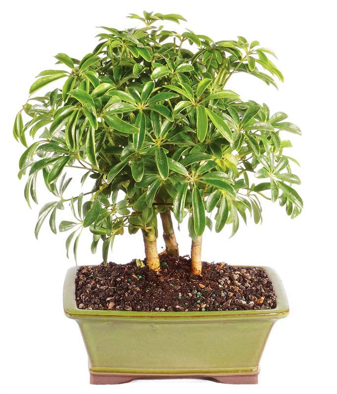 Hawaiian Umbrella Bonsai Tree Gift Set | 6-10" Tall With Ceramic Planter | From You Flowers