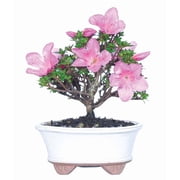 From You Flowers - Kazan Azalea Bonsai Plant for Birthday, Anniversary, Get Well, Congratulations, Thank You, All Occasions