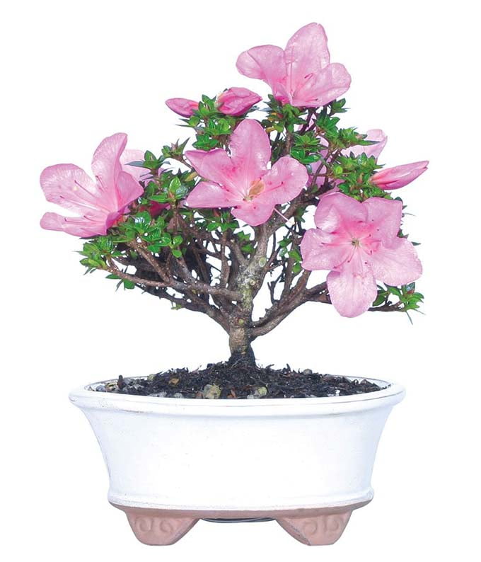 From You Flowers - Kazan Azalea Bonsai Plant for Birthday, Anniversary, Get Well, Congratulations, Thank You, All Occasions