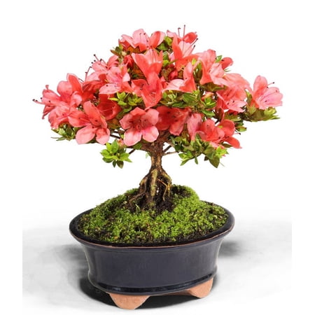 From You Flowers Kazan Azalea Bonsai Plant
