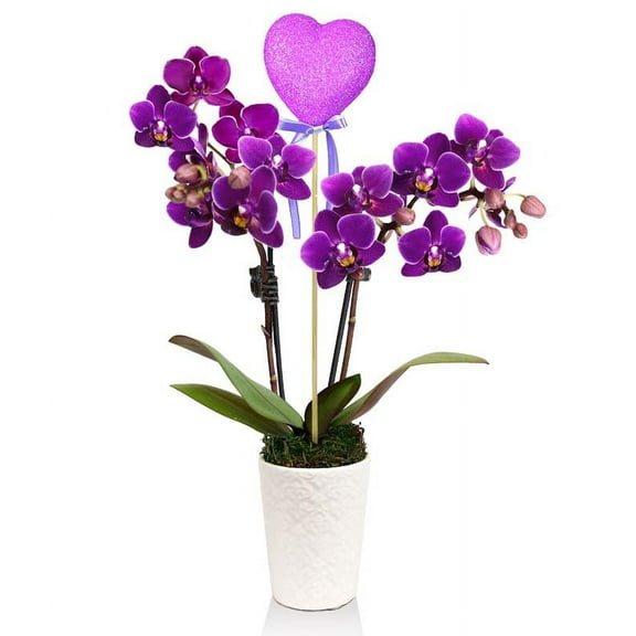 From You Flowers - Majestic Magenta Potted Orchid for Birthday, Anniversary, Get Well, Congratulations, Thank You, All Occasions