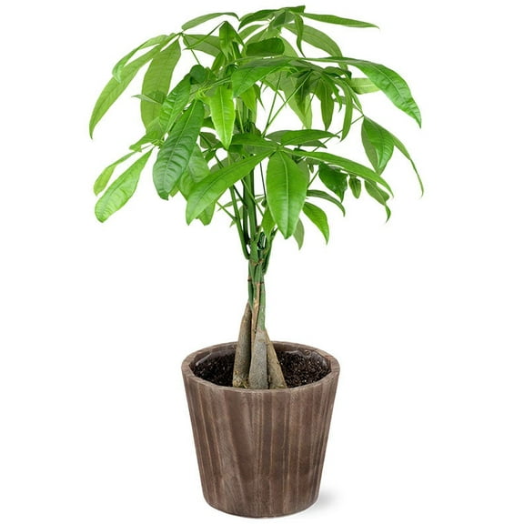 From You Flowers - Majestic Money Tree for Birthday, Anniversary, Get Well, Congratulations, Thank You, All Occasions