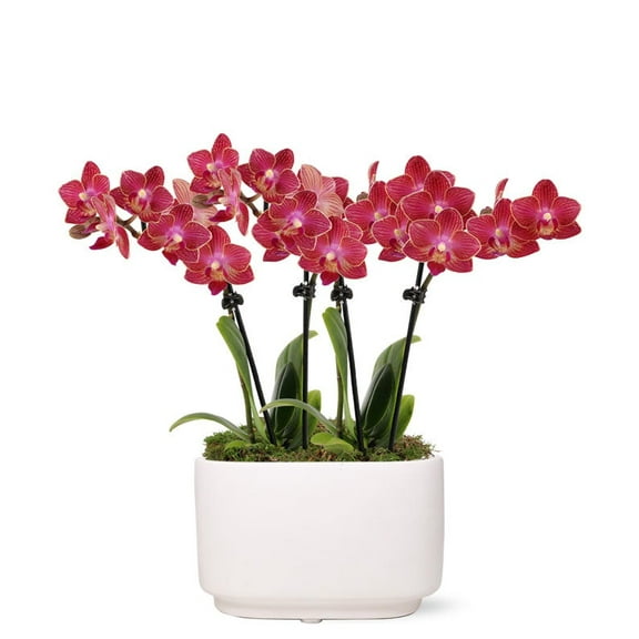 From You Flowers - Mini Pinkish Purple Orchids with Free Pot (Fresh Plant)