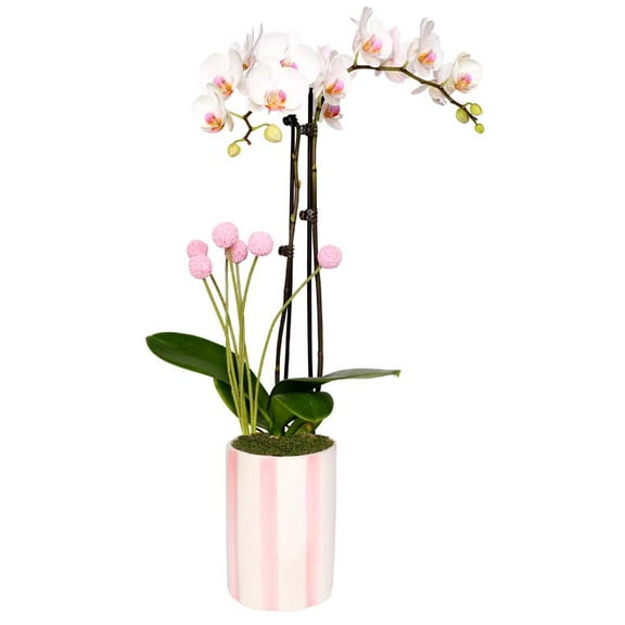 From You Flowers - Old Hollywood Orchid for Birthday, Anniversary, Get Well, Congratulations, Thank You, All Occasions