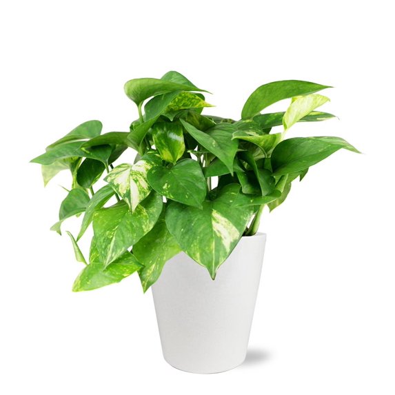 From You Flowers - Peaceful Pothos Planter for Birthday, Anniversary, Get Well, Congratulations, Thank You, All Occasions