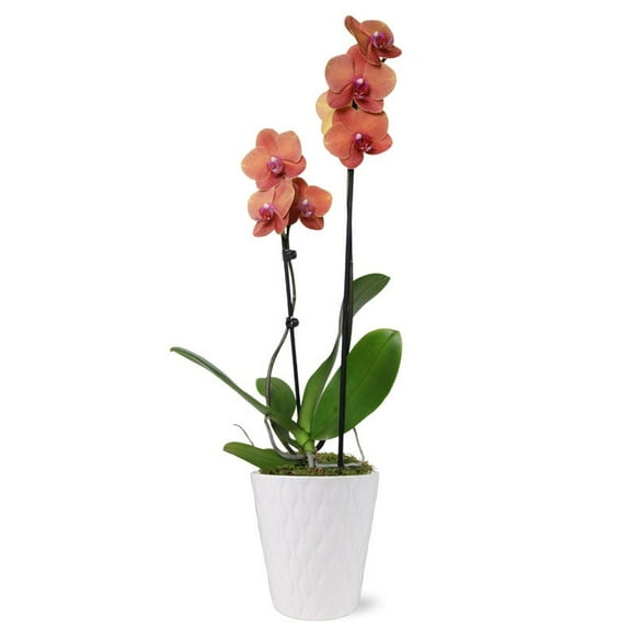 From You Flowers - Peachy Keen Orchid for Birthday, Anniversary, Get Well, Congratulations, Thank You, All Occasions