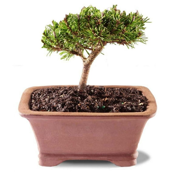 From You Flowers - Petite Pine Bonsai for Birthday, Anniversary, Get Well, Congratulations, Thank You, All Occasions