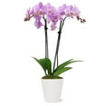 thumbnail image 1 of From You Flowers - Pink Epiphany Orchid Plant for Birthday, Anniversary, Get Well, Congratulations, Thank You, All Occasions, 1 of 1