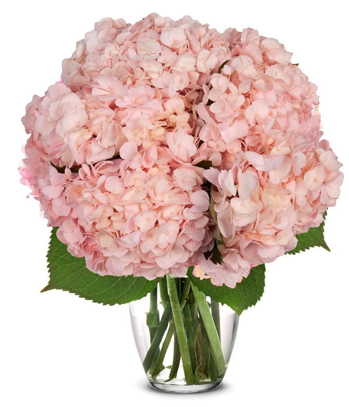 From You Flowers - Pink Hydrangea Bouquet for Birthday, Anniversary, Get Well, Congratulations, Thank You, All Occasions