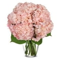 thumbnail image 1 of From You Flowers - Pink Hydrangea Bouquet for Birthday, Anniversary, Get Well, Congratulations, Thank You, All Occasions, 1 of 1