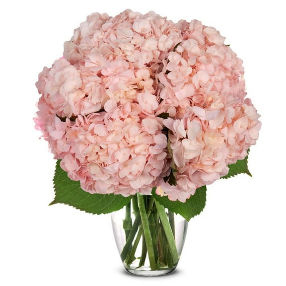 From You Flowers - Pink Hydrangea Bouquet for Birthday, Anniversary, Get Well, Congratulations, Thank You, All Occasions