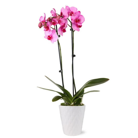 From You Flowers - Pink Vibrance Orchid for Birthday, Anniversary, Get Well, Congratulations, Thank You, All Occasions