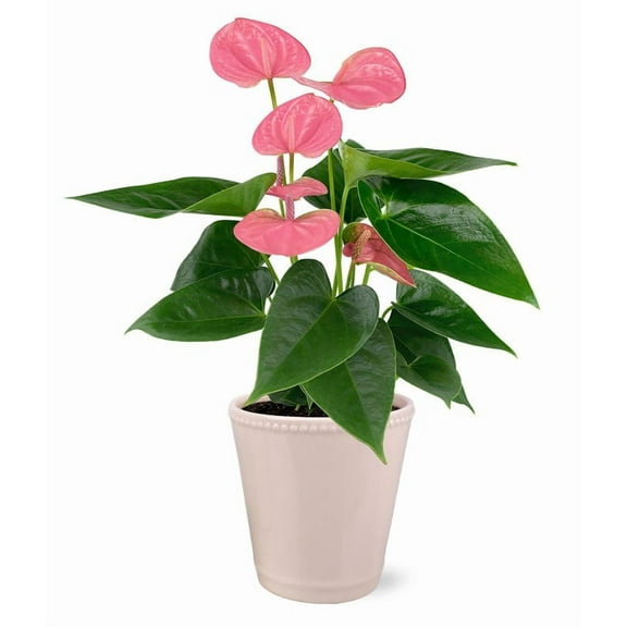 From You Flowers - Pink and Posh Anthurium for Birthday, Anniversary, Get Well, Congratulations, Thank You, All Occasions