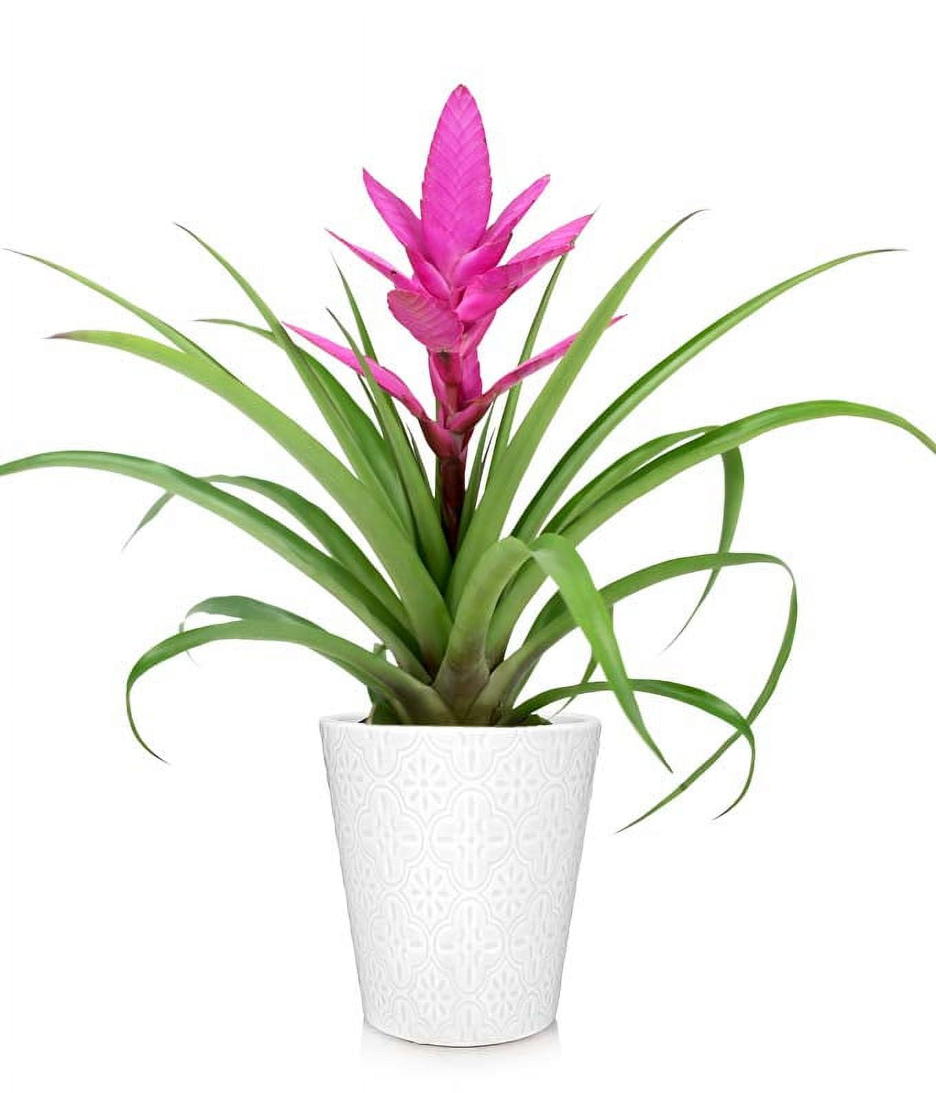 From You Flowers - Posh Pink Tropical Bromeliad Plant for Mother's Day, Birthday, Anniversary, Get Well, Congratulations, Thank You, All Occasions
