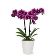 thumbnail image 1 of From You Flowers - Posh Purple Orchid Plant for Birthday, Anniversary, Get Well, Congratulations, Thank You, All Occasions, 1 of 1