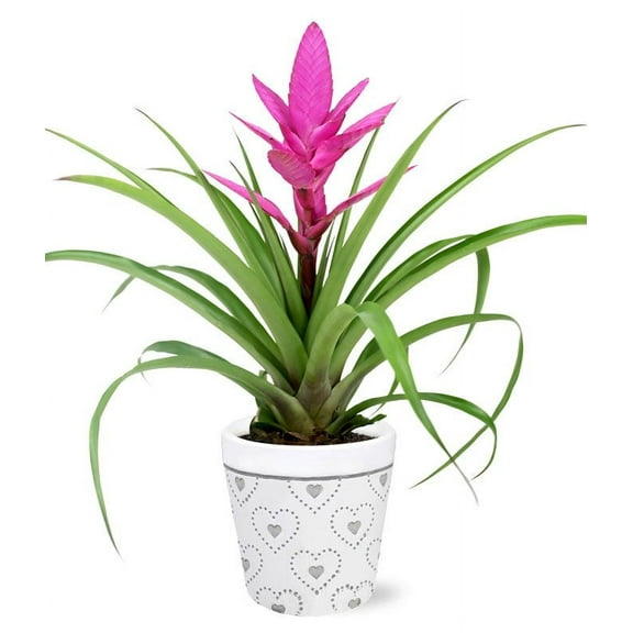 From You Flowers - Precious Love Pink Bromeliad Planter for Birthday, Anniversary, Get Well, Congratulations, Thank You, All Occasions