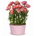 thumbnail image 1 of From You Flowers - Precious Pink Tulip Bulb Garden for Birthday, Anniversary, Get Well, Congratulations, Thank You, All Occasions, 1 of 1