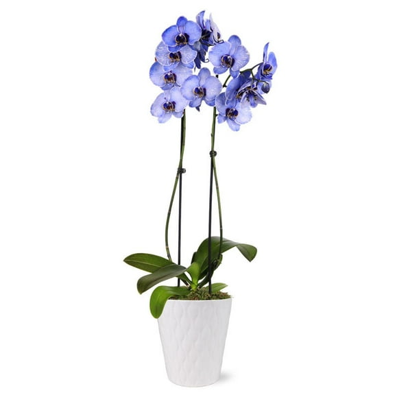 From You Flowers - Purple Mystique Orchid for Birthday, Anniversary, Get Well, Congratulations, Thank You, All Occasions