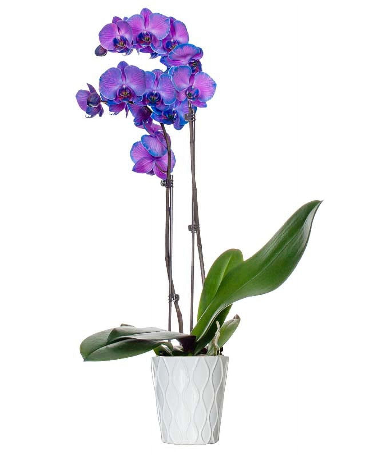 Purple orchid 2024