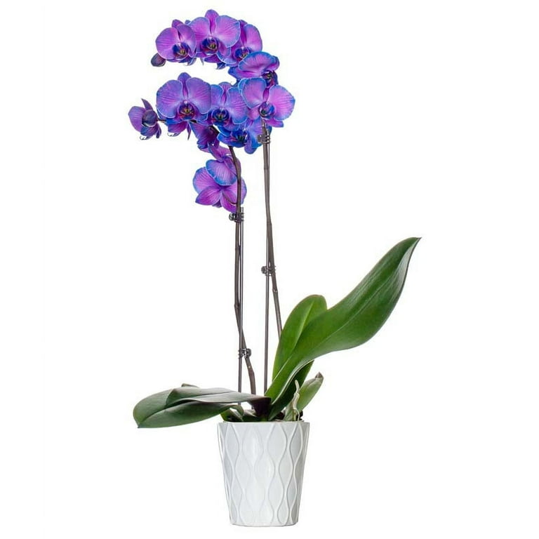 The Chalk Shoppe  Chalk Paste Orchid Purple