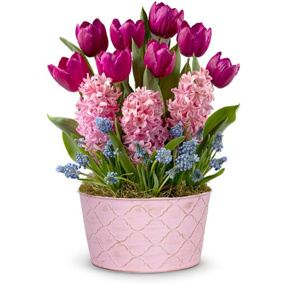 From You Flowers - Purple Tulip and Pink Hyacinth Bulb Garden with Free Pot (Fresh Plant)