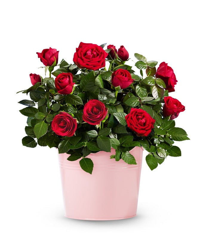 From You Flowers - Radiant Red Rose Plant for Birthday, Anniversary, Get Well, Congratulations, Thank You, All Occasions