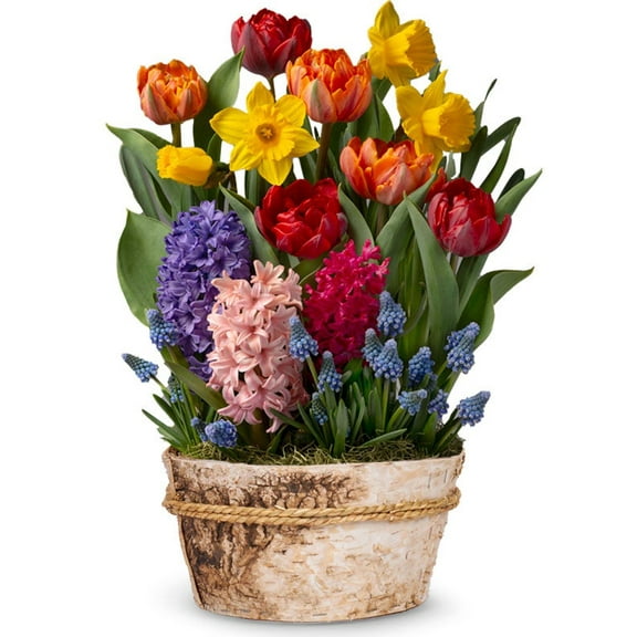 From You Flowers - Rainbow Bulb Garden for Birthday, Anniversary, Get Well, Congratulations, Thank You, All Occasions