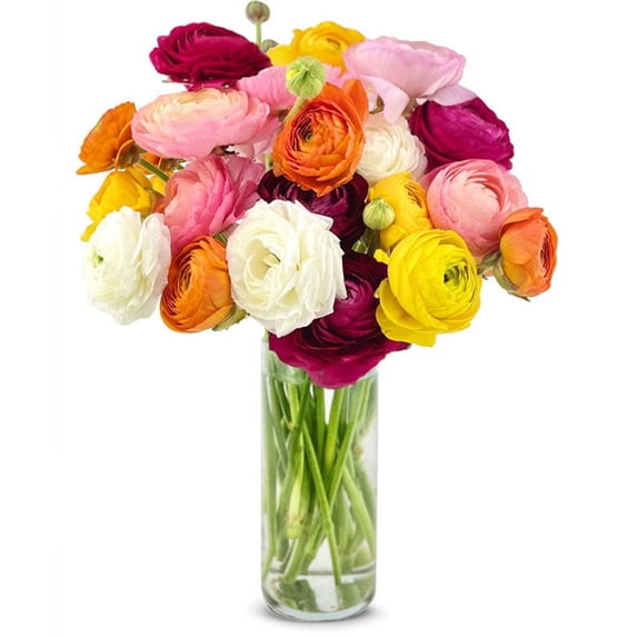 From You Flowers - Rainbow Ranunculus - Deluxe for Birthday, Anniversary, Get Well, Congratulations, Thank You, All Occasions
