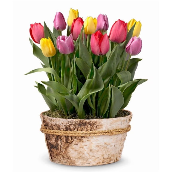 From You Flowers - Rainbow Tulip Bulb Garden for Birthday, Anniversary, Get Well, Congratulations, Thank You, All Occasions