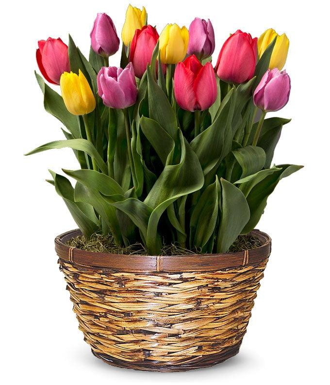 Vibrant Multicolor Tulip Bulb Garden in Rustic Wooden Container