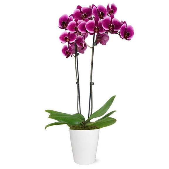 From You Flowers - Royal Purple Orchid for Birthday, Anniversary, Get Well, Congratulations, Thank You, All Occasions