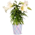 thumbnail image 1 of From You Flowers - Spirited Easter Lily, 1 of 1