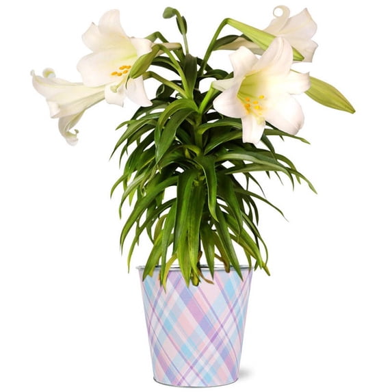 From You Flowers - Spirited Easter Lily