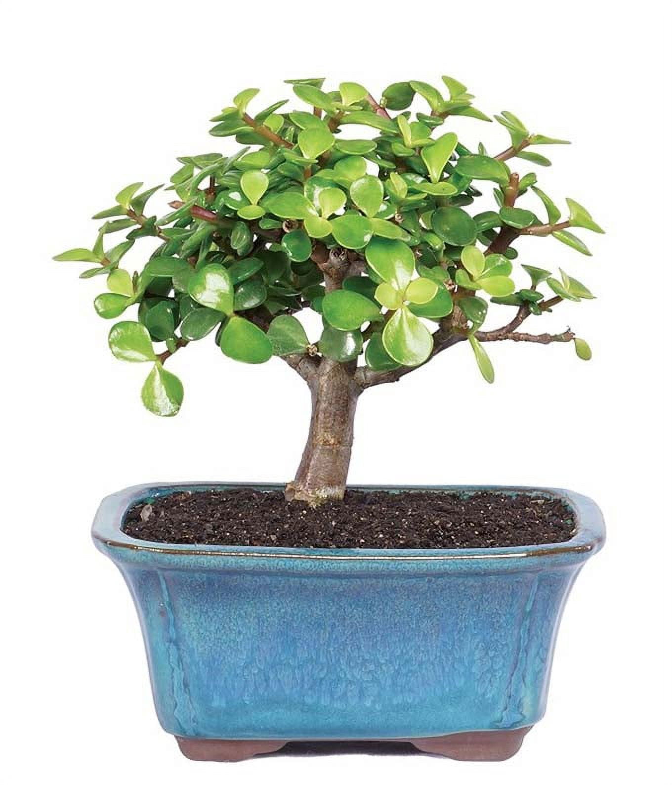 FROM YOU FLOWERS Bonsai Trees Near You & Online at Walmart - Walmart.com