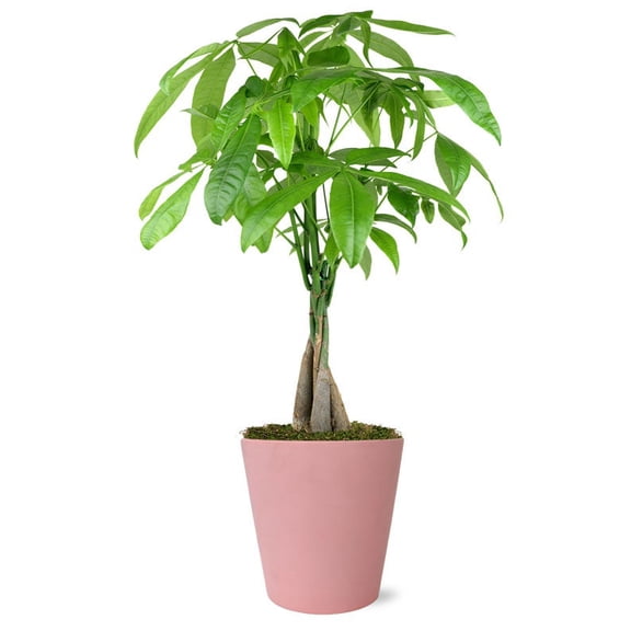 From You Flowers - Sweetheart Money Tree for Birthday, Anniversary, Get Well, Congratulations, Thank You, All Occasions