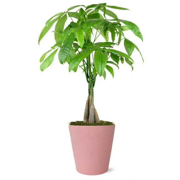 From You Flowers - Sweetheart Money Tree for Birthday, Anniversary, Get Well, Congratulations, Thank You, All Occasions