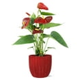 thumbnail image 1 of From You Flowers - Vibrant Red Anthurium for Birthday, Anniversary, Get Well, Congratulations, Thank You, All Occasions, 1 of 1