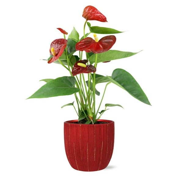From You Flowers - Vibrant Red Anthurium for Birthday, Anniversary, Get Well, Congratulations, Thank You, All Occasions
