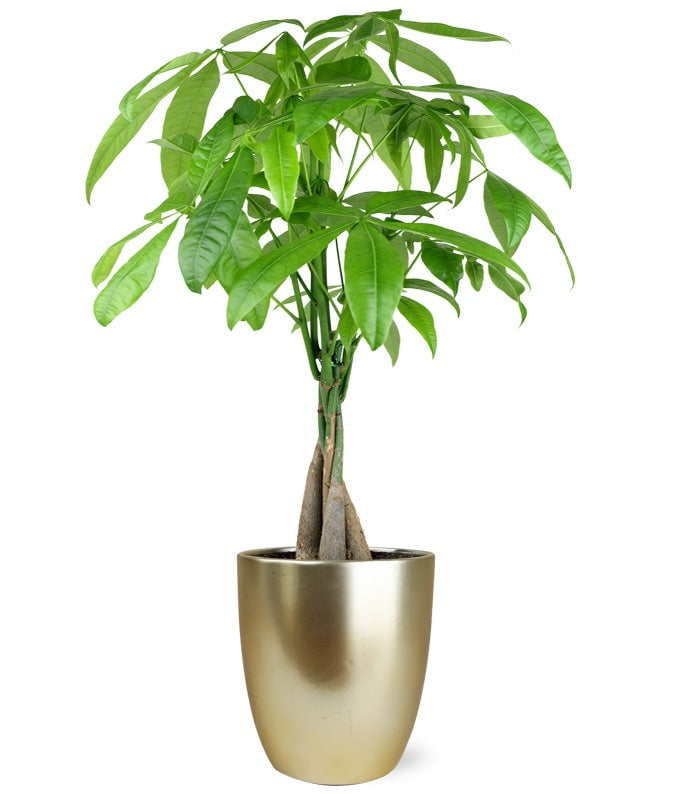 buy philodendron micans Philodendron micans